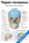 плакат с анатомическим изображением черепа человека спереди, сбоку и в разрезе с подписями основных костей и элементов