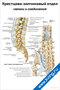 плакат с анатомией крестцово-копчикового отдела, связками и соединениями позвоночника для медицинского изучения