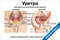медицинский плакат с анатомией уретры и мочеиспускательного канала у мужчин и женщин, с подписями частей органов