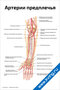 Артерии предплечья