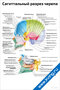 плакат с подробной анатомической схемой сагиттального разреза черепа с подписями костей и элементов строения