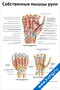 плакат с подробной анатомической схемой собственных мышц руки, включающей обозначения мышц, артерий и нервов