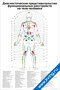 Диагностические представительства функциональных расстройств на теле человека тыл