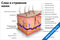 плакат слои и строение кожи с подробной схемой эпидермиса, дермы, подкожной клетчатки и их элементов