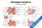 плакат с подробной анатомической схемой носовой полости в поперечном разрезе, с подписями основных структур и элементов