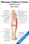 плакат с анатомическим изображением мышц голени и стопы среднего слоя сзади, подробная схема для медицинского изучения