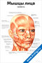 плакат с анатомией мышц лица в профиль для изучения строения и функций лицевых мышц человека