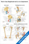 плакат с анатомическими схемами костей таза, бедренной кости и их соединений для медицинского изучения