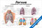 Плакат легкие строение и расположение с подробной анатомией, подписями частей, долей и сосудов для учебных целей