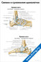плакат с анатомическим изображением связок и сухожилий щиколотки правой ноги, вид сбоку с подписями основных структур