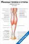 Плакат с анатомией мышц голени и стопы, поверхностный слой, вид сзади, с подписями основных мышц и сосудов