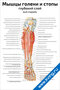 Плакат с анатомическим изображением глубокого слоя мышц голени и стопы спереди, с подписями основных мышц, артерий и нервов
