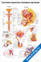 плакат система мужских половых органов с подробной анатомической схемой и подписями основных структур