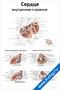 Плакат с подробной анатомической схемой внутреннего строения сердца, с подписями основных частей и клапанов для изучения медицины