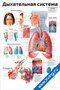 плакат дыхательная система с подробными анатомическими схемами органов дыхания человека и подписями к основным элементам