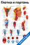 Плакат глотка и гортань с подробными анатомическими схемами и подписями для медицинского изучения строения глотки и гортани