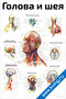 плакат голова и шея с подробной анатомией костей, мышц, нервов и сосудов для учебных целей
