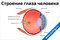 плакат строение глаза человека с подробной схемой анатомии и подписями основных частей органа зрения