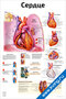 плакат сердце и функции с подробной анатомией сердца, описанием кровообращения и этапов сердечного цикла для медицинского изучения