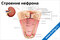 плакат строение нефрона с подробной схемой частей нефрона, почечных канальцев и клубочков для медицинского изучения