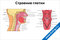Плакат строение глотки с подробной анатомией, подписями отделов, миндалин, хрящей и других элементов для медицинского изучения