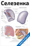 Плакат с подробной анатомией селезенки, ее строением, связками, сосудами и расположением в организме человека