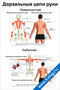 плакат по рефлексотерапии с подробной схемой дорзальных цепей руки, включая поверхностные и глубинные мышечные и связочные элементы