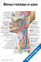 Вены и артерии головы и шеи