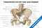 Плакат с подробной анатомической схемой соединения костей таза, вид спереди, с подписями основных элементов для изучения