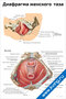 плакат с анатомическим изображением диафрагмы женского таза с подписями основных мышц, костей и связок для медицинского изучения