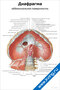 Плакат с подробной анатомией диафрагмы, абдоминальной поверхности и обозначением нервов, сосудов и мышц для медицинского изучения