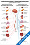 Плакат с упрощённой схемой парасимпатического и симпатического отделов вегетативной нервной системы для медицинского изучения