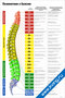 плакат позвоночник и болезни с подробной схемой отделов позвоночника, связанных органов и возможных симптомов