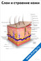 плакат слои и строение кожи с подробной схемой эпидермиса, дермы, подкожной ткани и обозначением ключевых элементов
