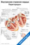 Внутреннее строение сердца