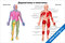 плакат дерматомы и миотомы с анатомическими схемами и подписями мышц и нервных сегментов для медицинского изучения