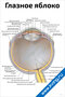 Глазное яблоко