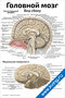 Головной мозг: вид сбоку