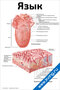 Плакат с подробной анатомической схемой языка человека, с подписями основных частей и элементов строения для изучения