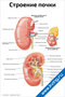 Строение почки