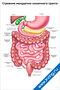 Строение желудочно-кишечного тракта