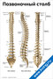 Позвоночный столб