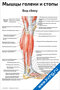 Мышцы голени и стопы, вид сбоку