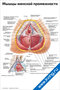 Мышцы женской промежности