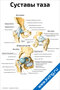 плакат с подробной анатомией суставов таза, иллюстрирующий строение костей и связок таза для медицинского изучения