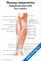 Мышцы предплечья, поверхностный слой, вид спереди