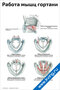 плакат работа мышц гортани и голосообразование с подробными схемами и подписями для медицинского изучения
