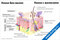 плакат строение кожи и волоса с подробной схемой слоев кожи, волосяного фолликула и анатомических элементов