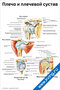 плакат с анатомическим изображением плеча и плечевого сустава человека с подписями основных костей, связок и мышц для медицинского изучения