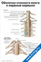 плакат с подробной анатомической схемой оболочек спинного мозга и нервных корешков для медицинского изучения